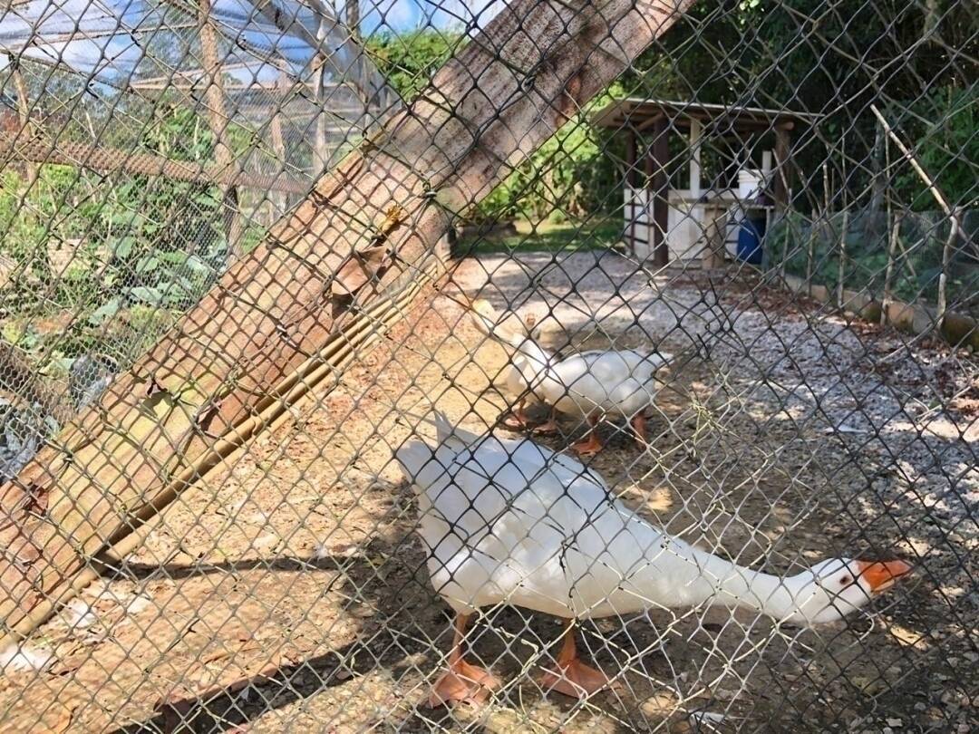 Chácara à venda com 3 quartos, 221m² - Foto 42
