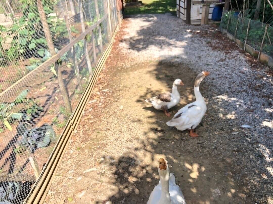 Chácara à venda com 3 quartos, 221m² - Foto 41