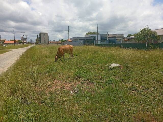 Terreno para Venda em Balneário Barra do Sul - 4